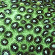 green boulder coral