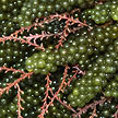 sea grapes