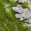 feathery seaweed
