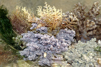 wonderland of soft corals
