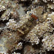 tiny shrimp in soft coral