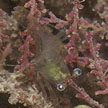 tiny shrimp in hydroids